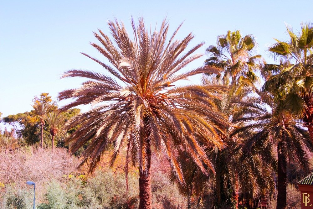 palmier-marrakech