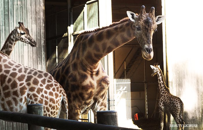 girafe de kordofan