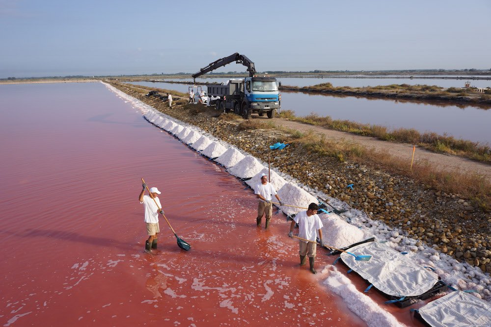 salin baleine