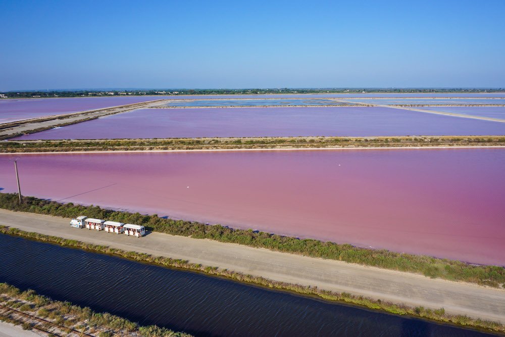 dunaliella salina de camargue